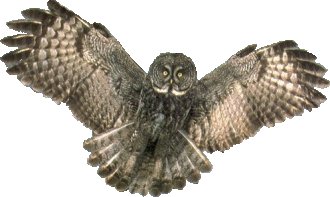 owl