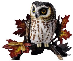 owl