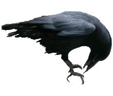 crow